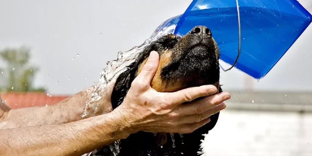 Rottweiler bañándose para cuidar su pelo