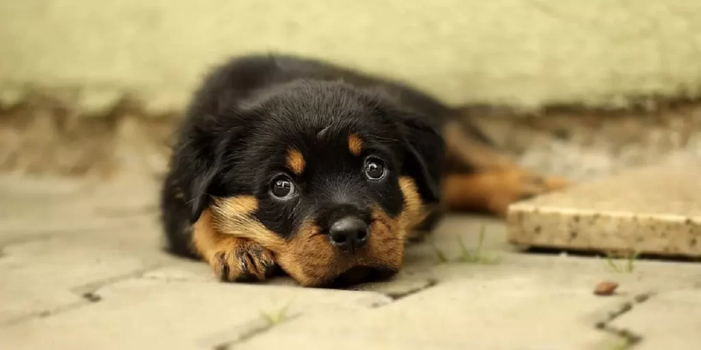 Cachorro Rottweiler acostado