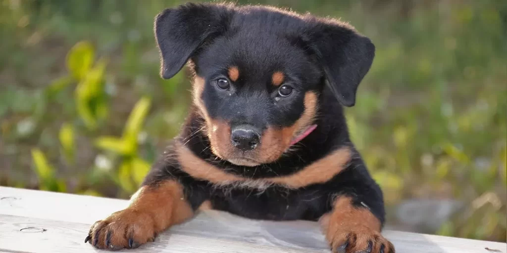 Cachorro Rottweiler apoyado en un banco