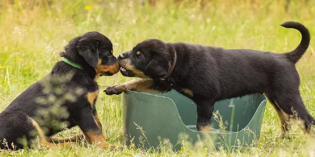 Cachorros Rottweiler