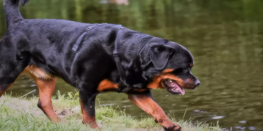 Rottweiler caminando en parque con lago