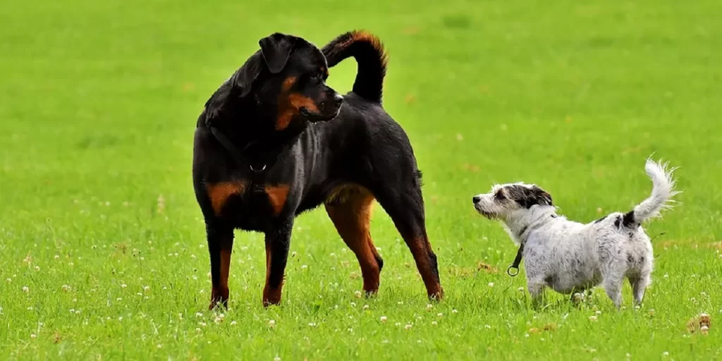 Rottweiler adulto jugando con perro blanco