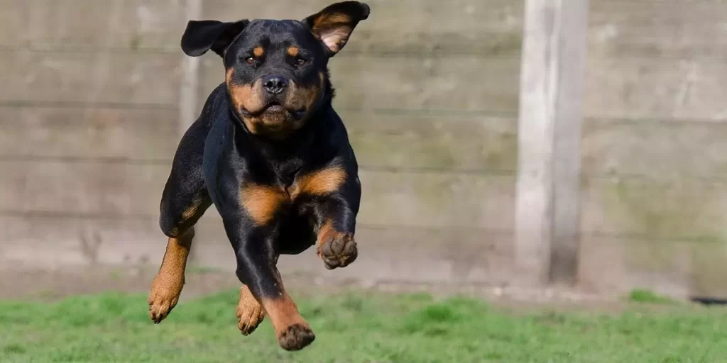 Perro Rottweiler haciendo ejercicio