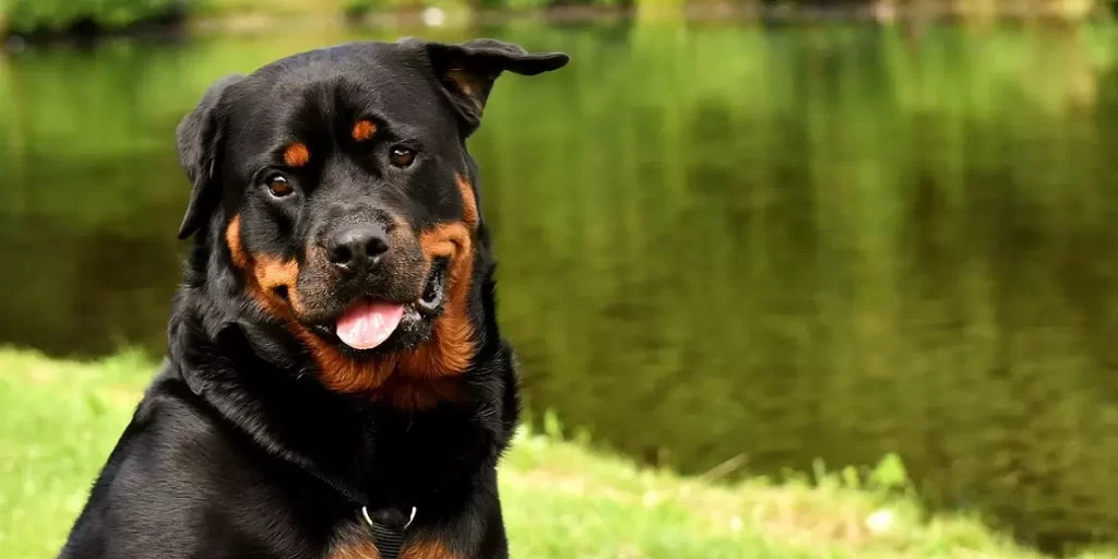 Rottweiler posando para una foto