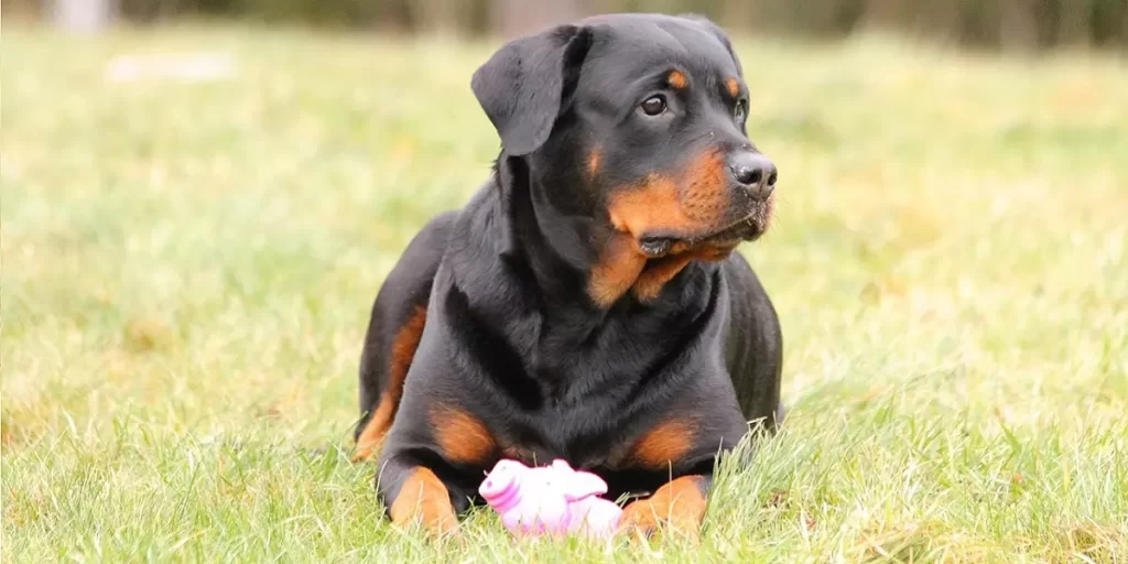 Adulto Rottweiler jugando en parque