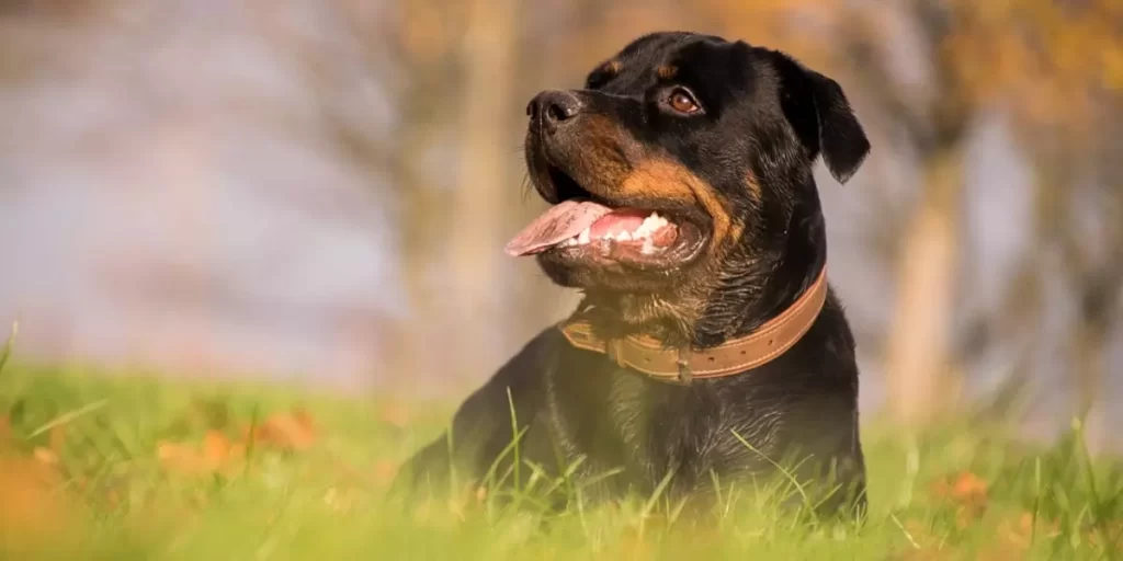 Rottweiler descansando