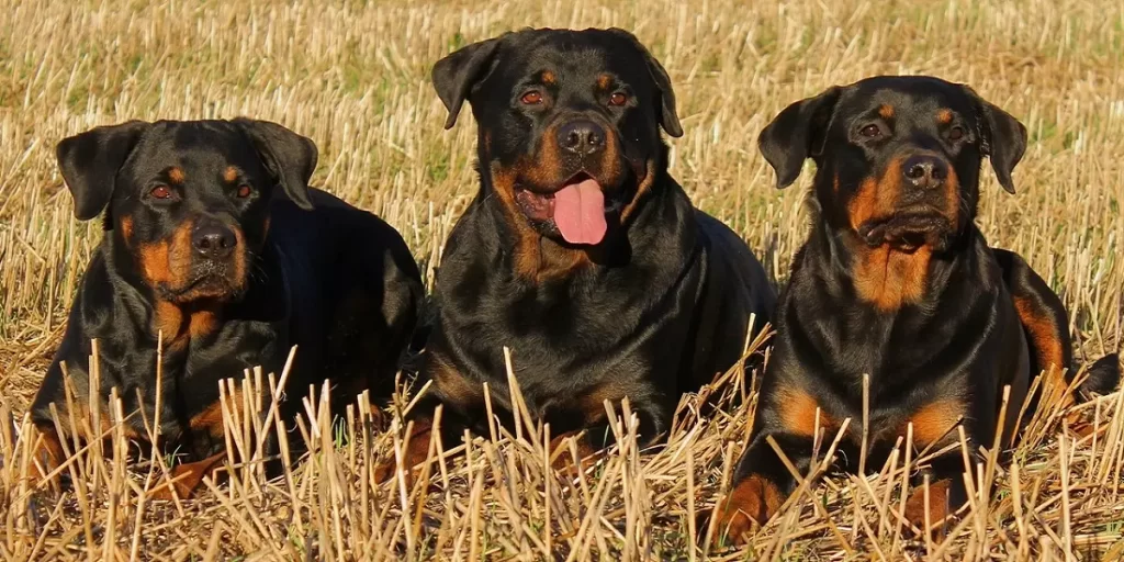 Perros Rottweiler sentados en un campo